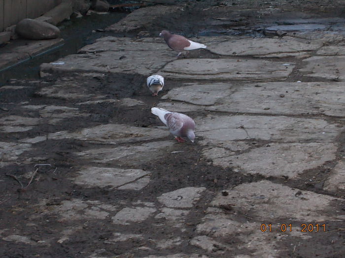 DSCN3663 - 05 Imagini din voliera si din viata lor