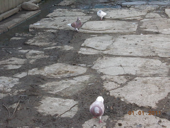 DSCN3665 - 05 Imagini din voliera si din viata lor