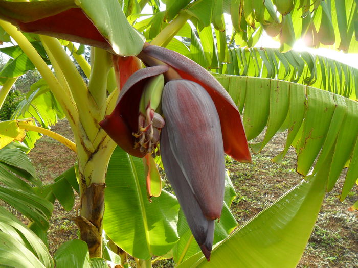 noi fructe pe banani