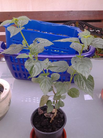 tot lantana,rez.ocamdata nu-i stiu culoarea..asteptam..