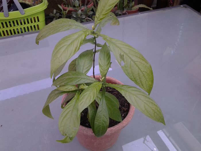 pachistachis Camelia:-)