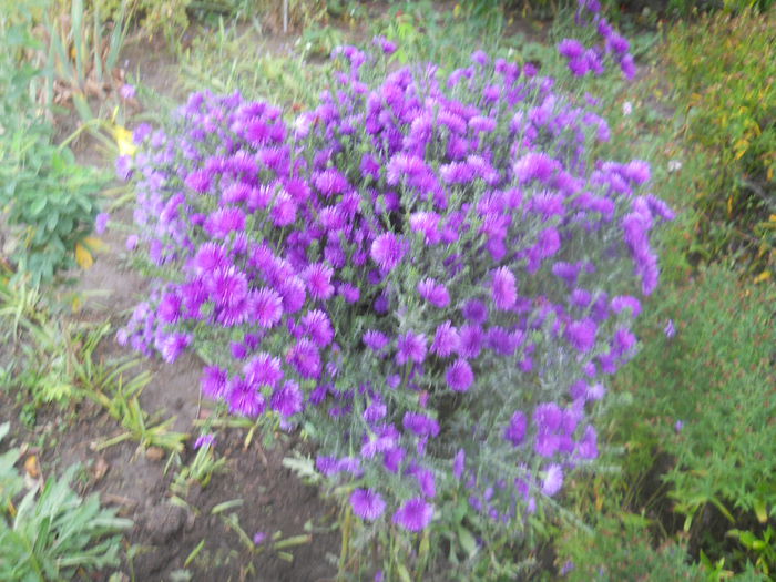 DSCN8797 - gradina flori 2014-2
