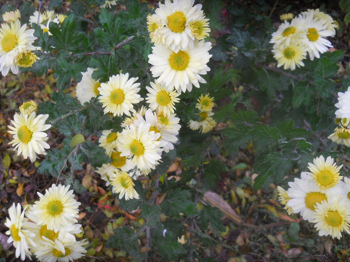 DSCN8803 - gradina flori 2014-2