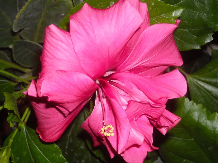  - 0 Zambetul florilor