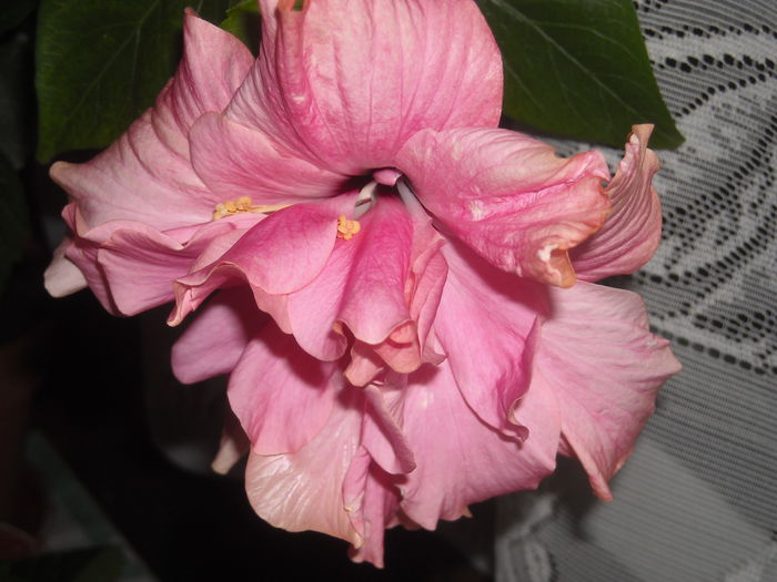  - 0 Zambetul florilor