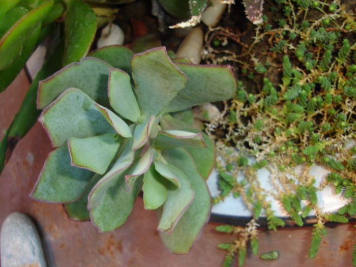 crassula ovata ,,blue surprise,, - cactusi si suculente