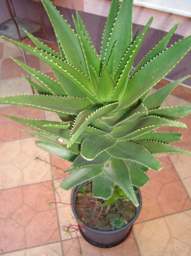 aloe