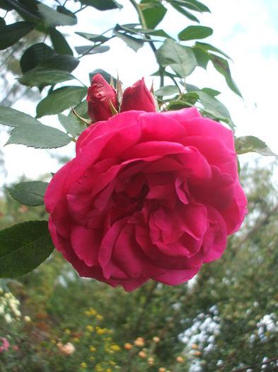 trebuia sa fie ascot....dar cred ca e un urcator