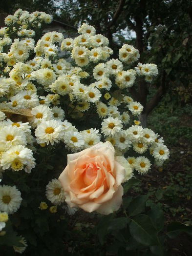 versilia si tufanele