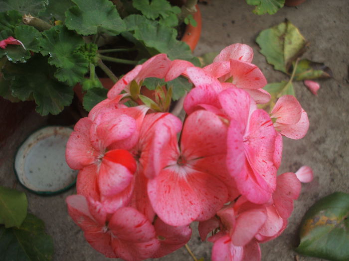 DSCF0454 - 2014 muscate si altele