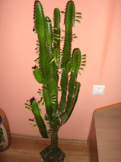 euphorbia trigona - cactusi si suculente