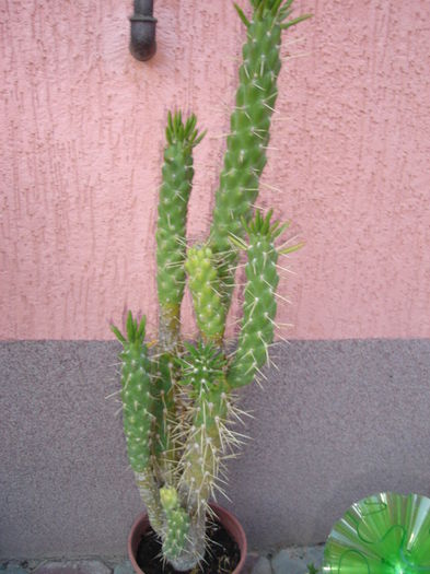 austrocylindropuntia subulata monstrose - cactusi si suculente