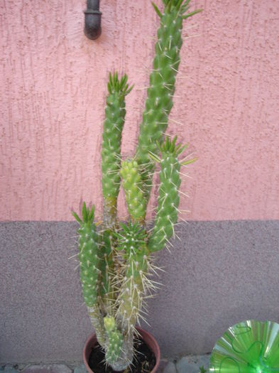 austrocylindropuntia subulata monstrose