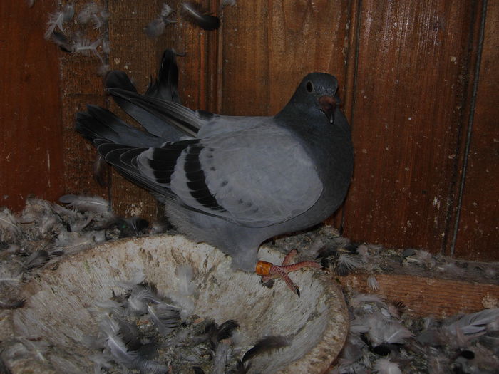 VOIAJOR - PUISORI 2014