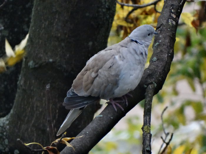 zgribulita de la toamna asta