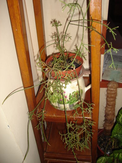 rhipsalis - cactusi si suculente