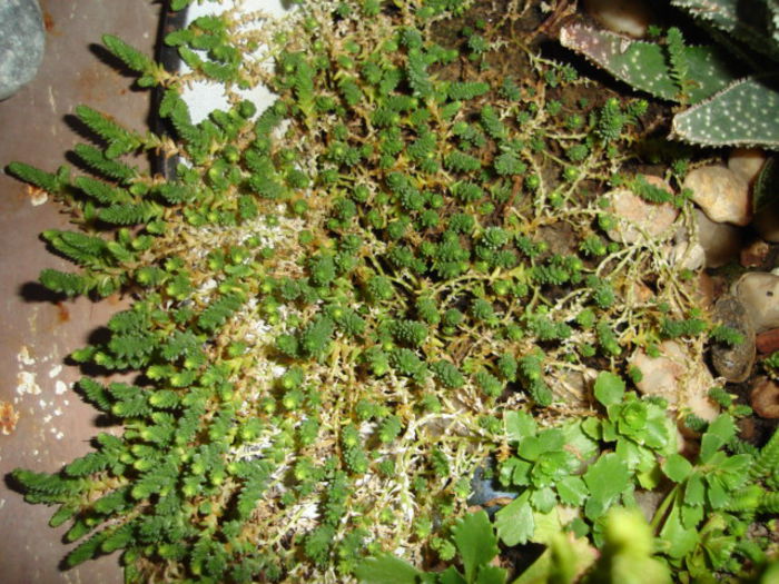 019 - cactusi si suculente