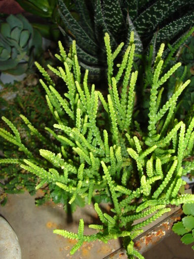 crassula ericoides - cactusi si suculente