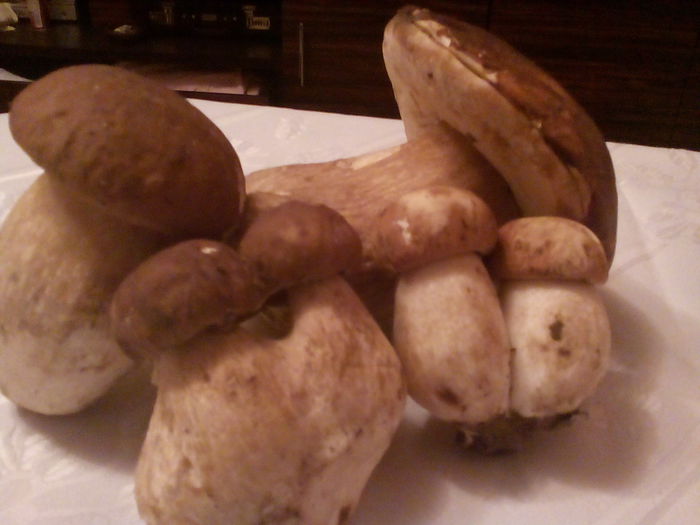 P_20141019_191433 - solona 2014