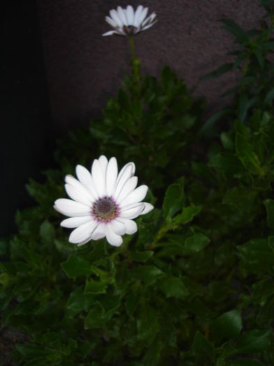 Osteospermum-margareta africana