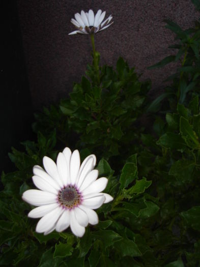 022 - flori de gradina