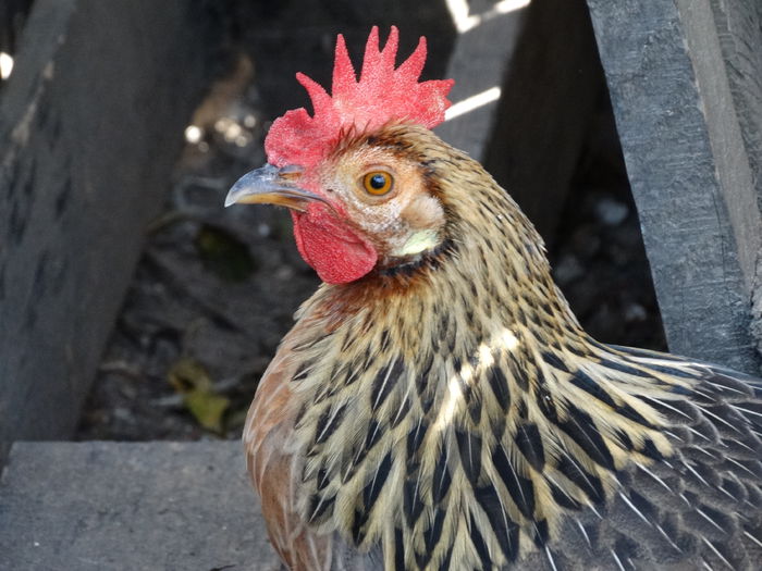 DSC02785 - Italiana Orange-Duckwing
