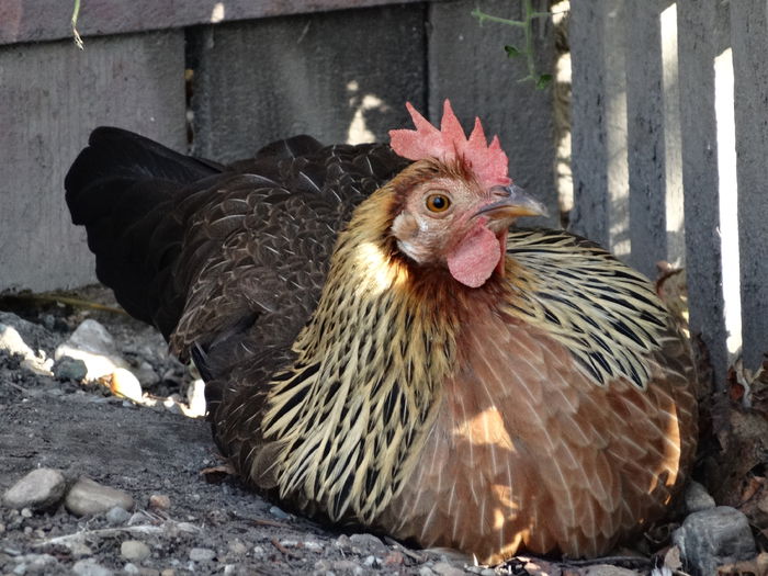 DSC02794 - Italiana Orange-Duckwing