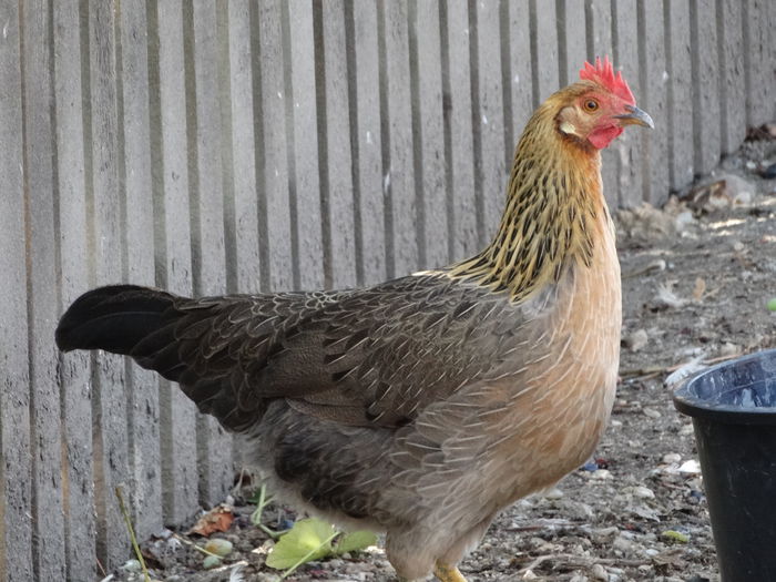 DSC02796 - Italiana Orange-Duckwing