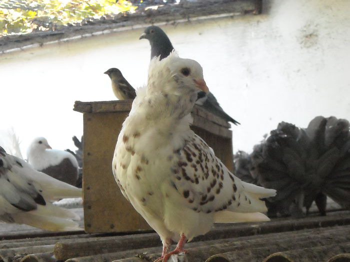 DSCN1303