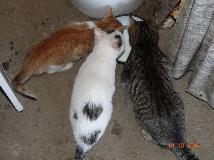 DSC08069 - Trei pisoi___plus inca unul