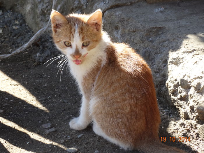 Am mai adoptat... - Trei pisoi___plus inca unul