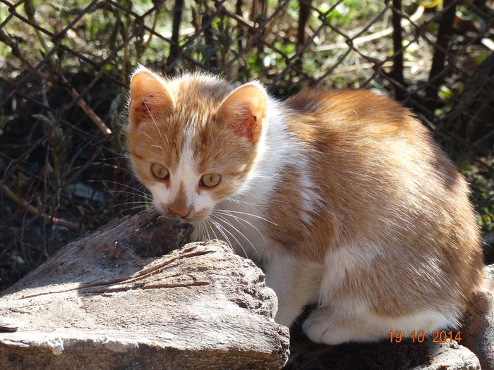 DSC08086 - Trei pisoi___plus inca unul