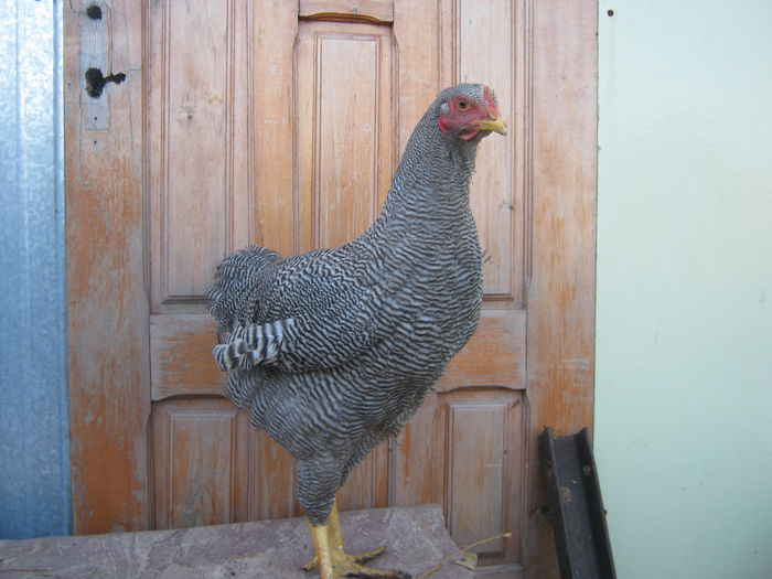 cocos1 de vanzare (1)