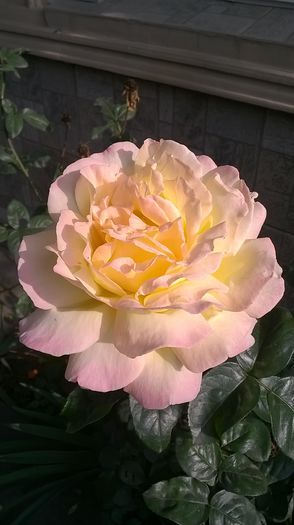 WP_20141013_10_49_55_Pro