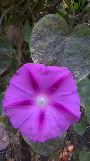 WP_20141016_15_35_00_Pro - 2014