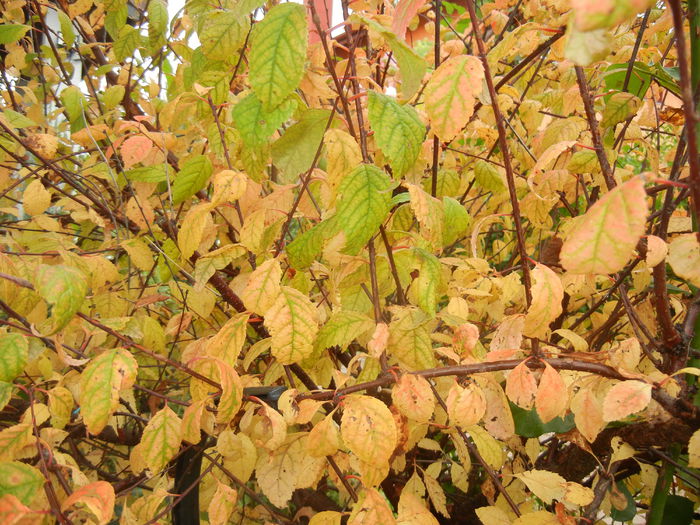 Prunus triloba (2014, October 09) - Prunus triloba