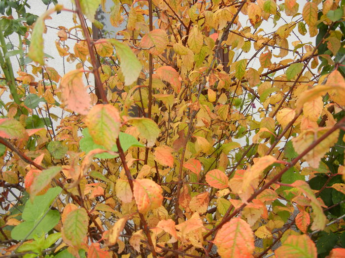 Prunus triloba (2014, October 09) - Prunus triloba