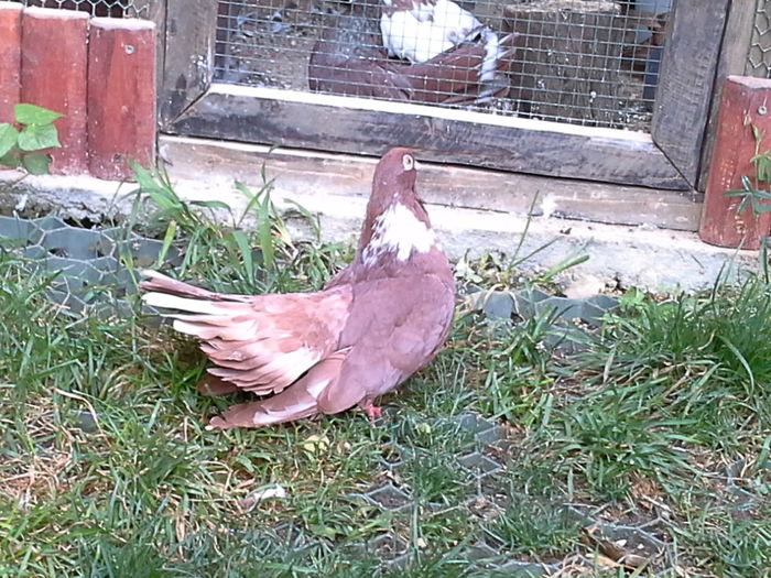 20141019_153549 - CASTANII DE CRAIOVA