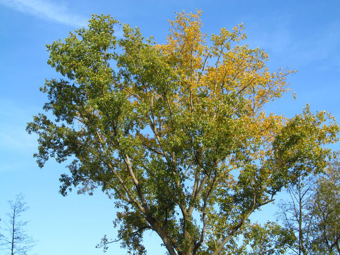  - Diverse 1 - Plimbari