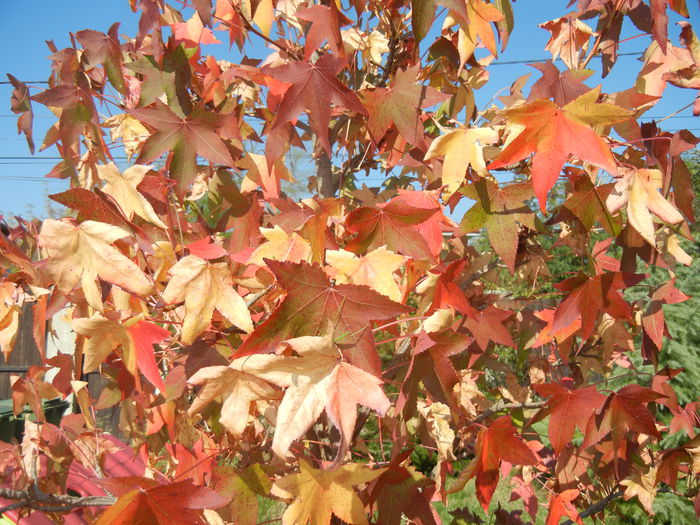 Liquidambar styraciflua (2014, Oct.19) - Liquidambar styraciflua