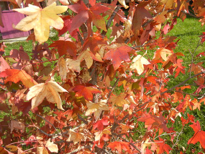 Liquidambar styraciflua (2014, Oct.19)