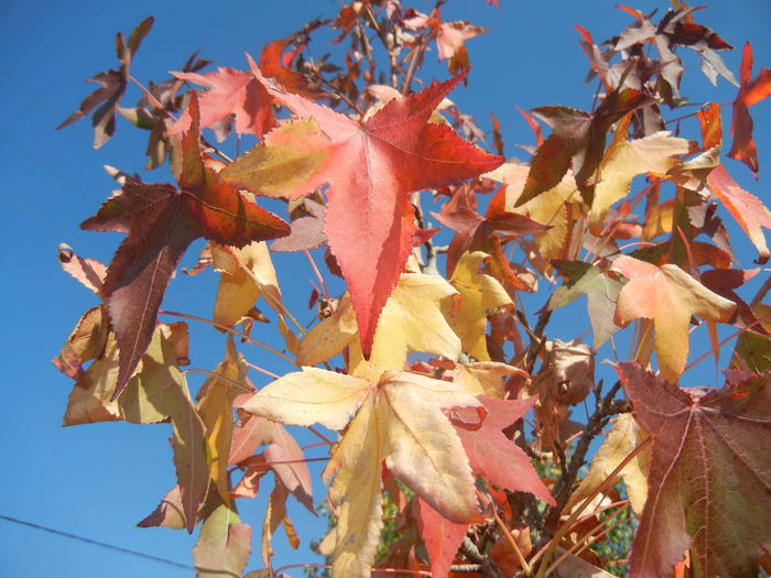 Liquidambar styraciflua (2014, Oct.19)