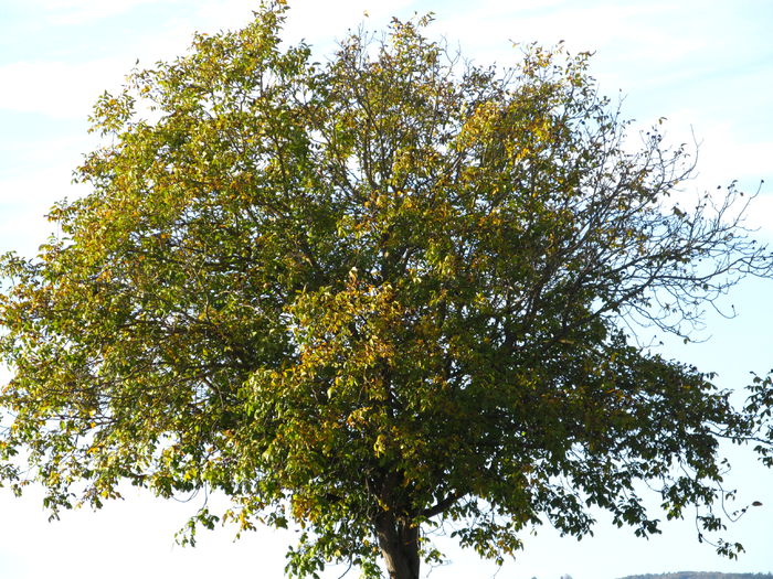 tînăr nuc - Diverse 1 - Plimbari