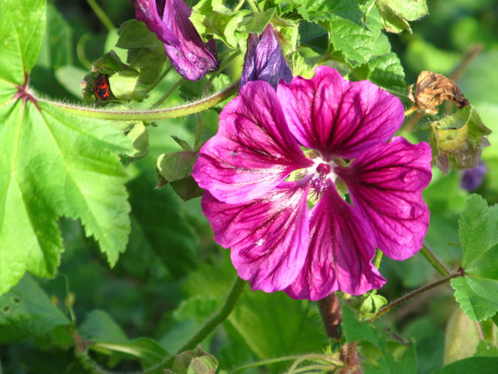  - Diverse 1 - Plimbari