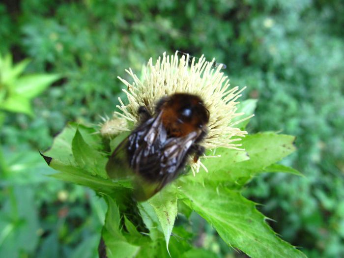 bondăroiu - Diverse 1 - Plimbari