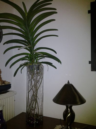 vanda in noua casuta:-)de iarna:-)