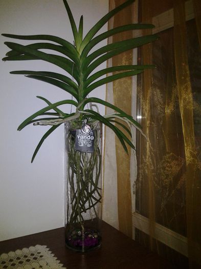 20141019_232307vandele in casuta de iarna:-)