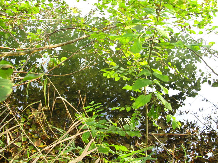  - Diverse 1 - Plimbari