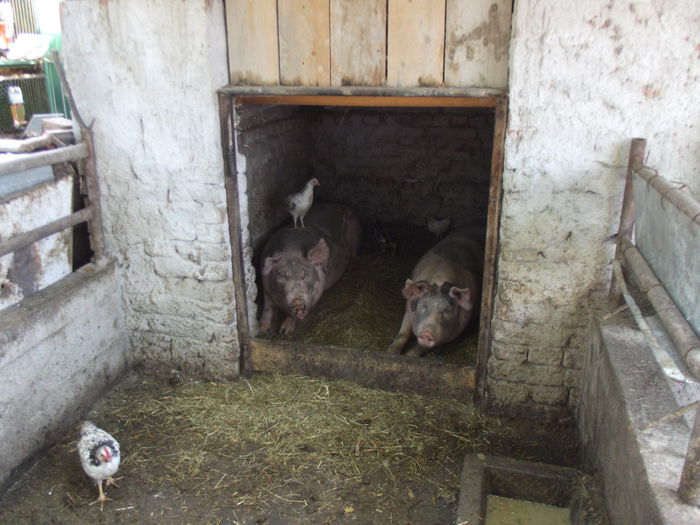 porci si pui (1) - C--- primii nostrii porci-----2013-2014    Duminica 07 12 2014 a fost ultima lor zi de viata