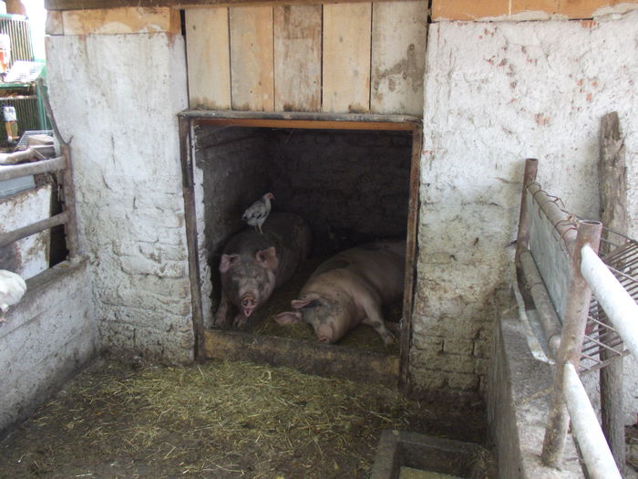 porci si pui (3) - C--- primii nostrii porci-----2013-2014    Duminica 07 12 2014 a fost ultima lor zi de viata